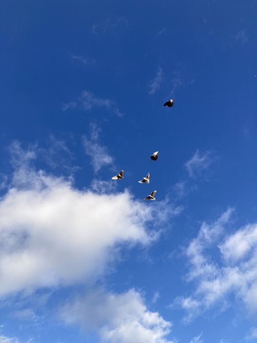 Gołębie Orliki Lubelskie