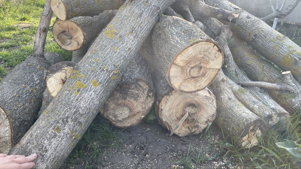 Корінь грецького горіха, свіжий 15-20 років