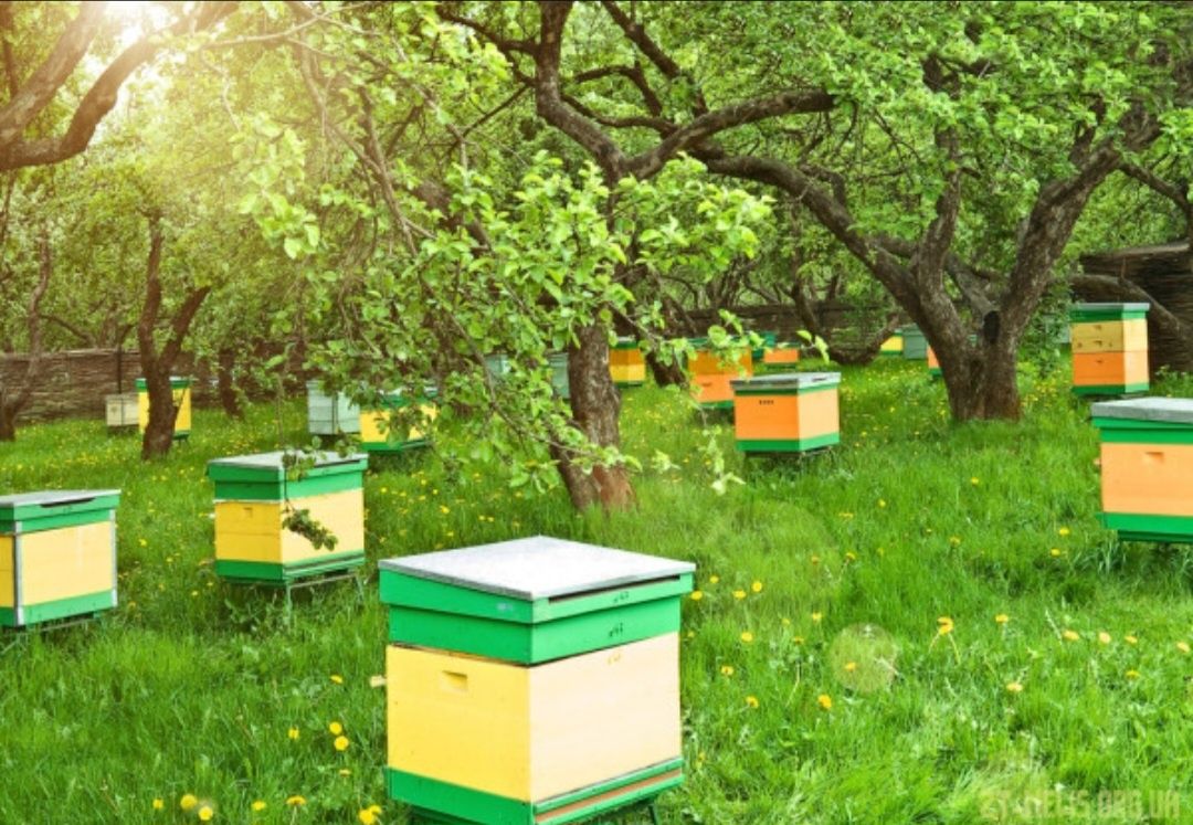Продам вулики з бджолами