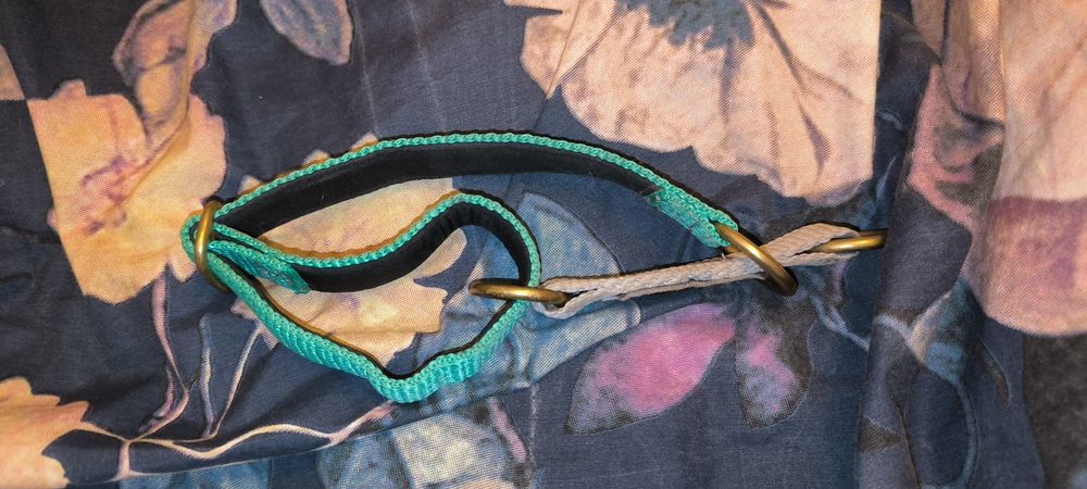 Obroża dla psa wild woof