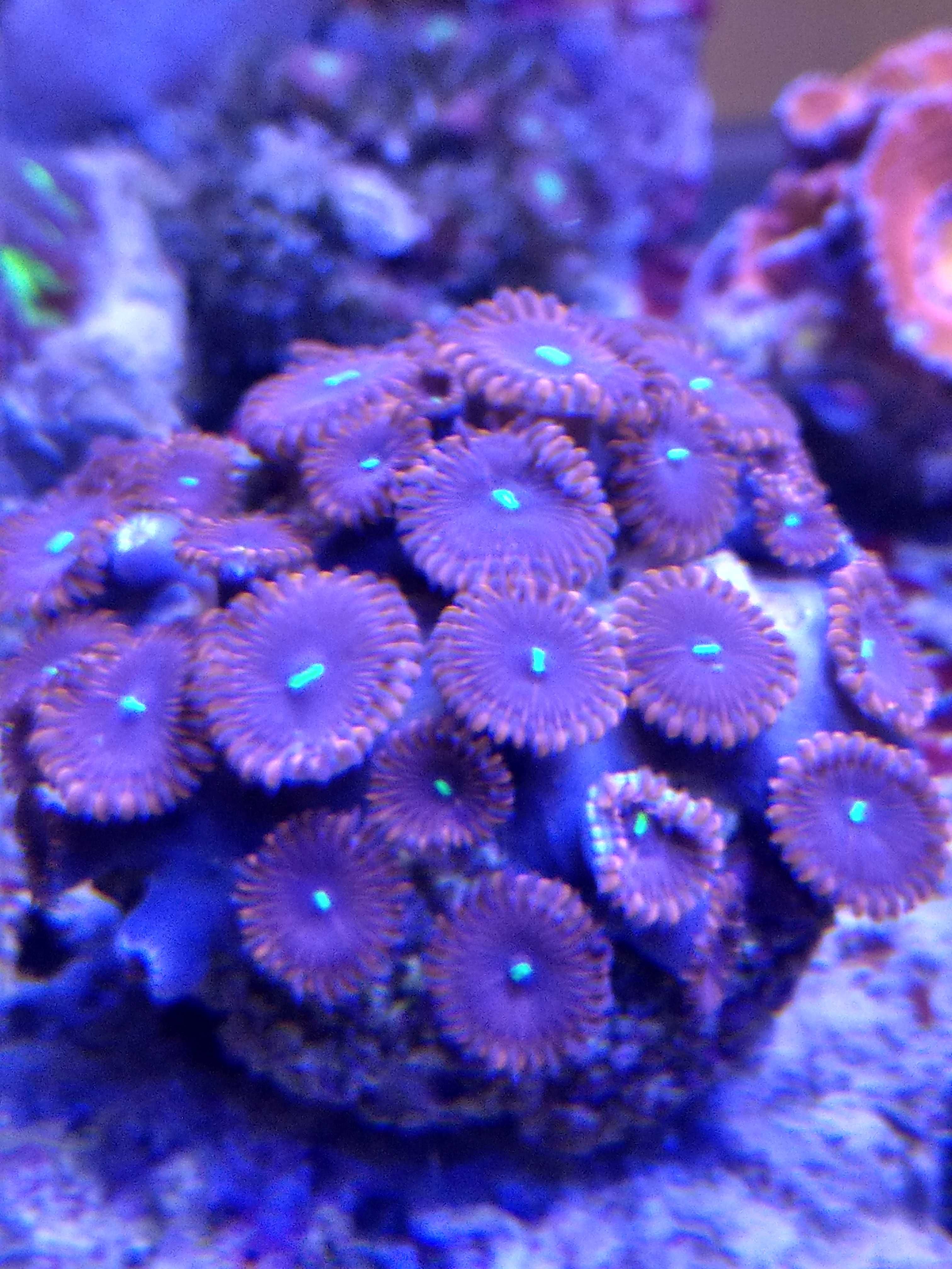 Koralowce miękkie zoanthusy.