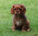 ZKwP FCI - Suczka Cavalier King Charles Spaniel