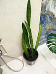 Planta espada de S Jacinto