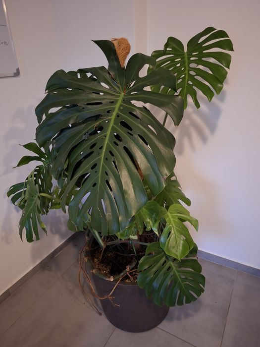 Monstera Dziurawa Kwiat doniczkowy