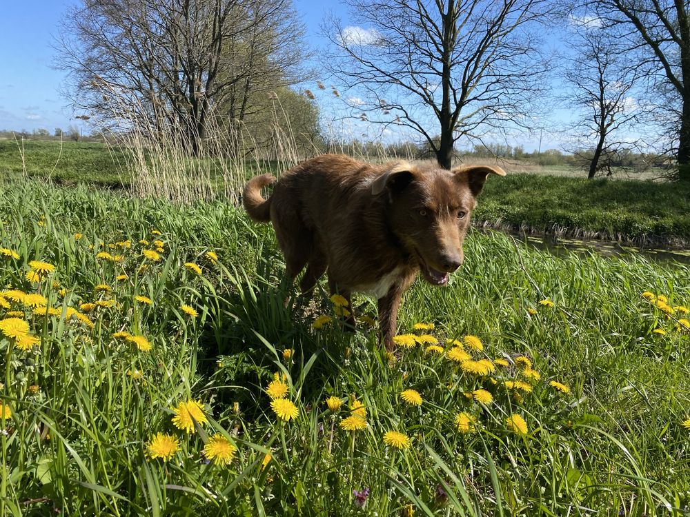 Pies w typie wyżła, 2,5 roku