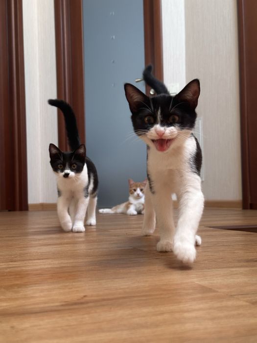 Кошенята шукають сімʼю