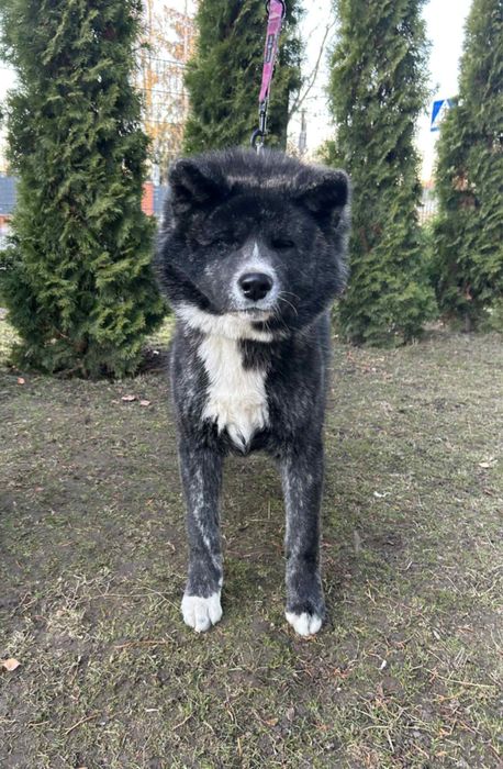 Akita - pręgowane szczenię na sprzedaż ZKWP / FCI