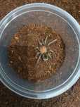 bumba horrida 2dc NS