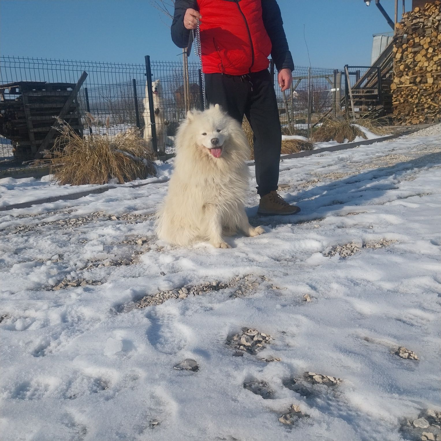 Pies samojed samoyed