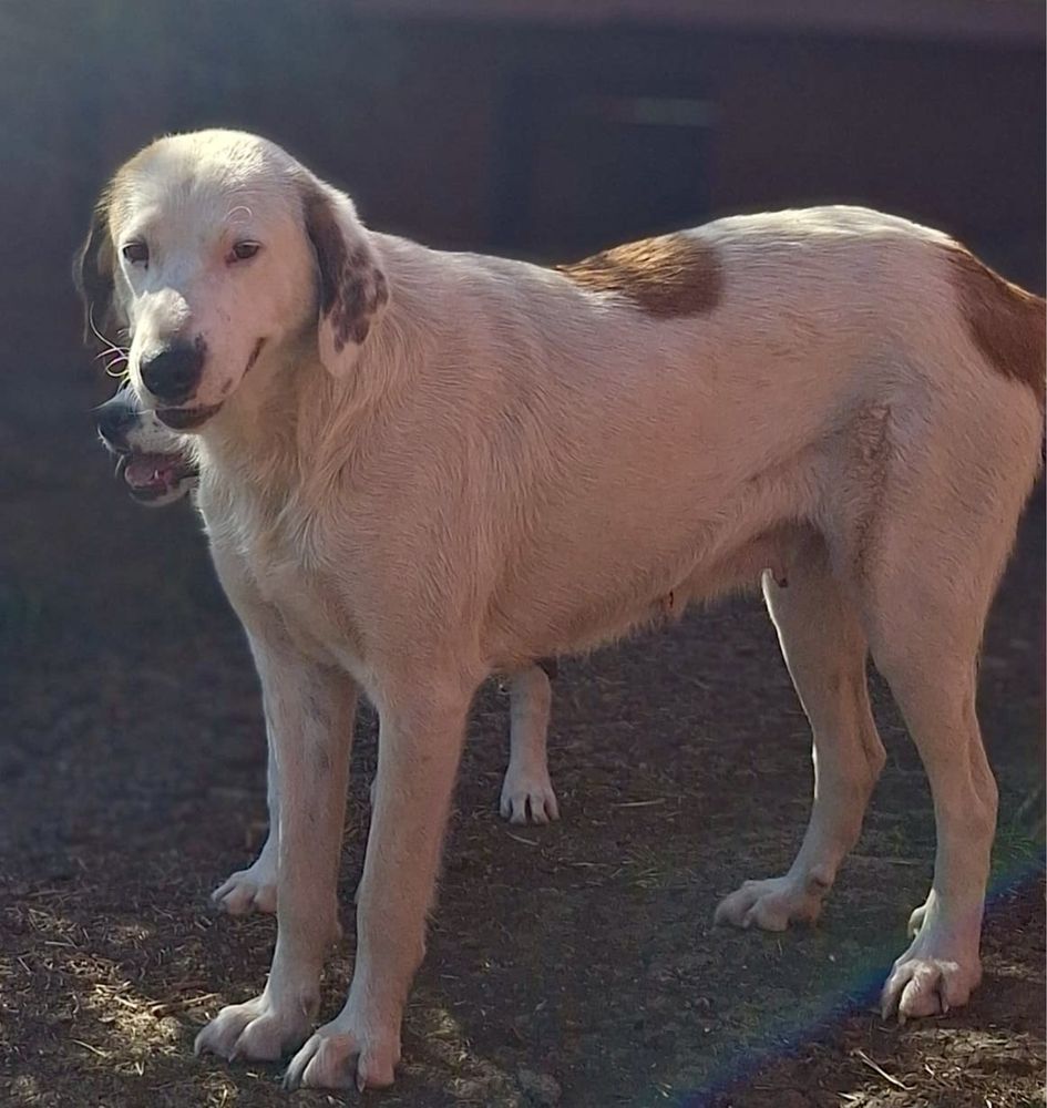 BIANCA między 1,5 a dwa lata . Około 23/25 kg suczka do adopcji