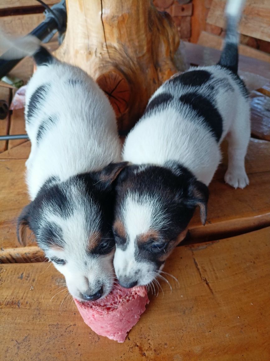 Jack Russell Terrier