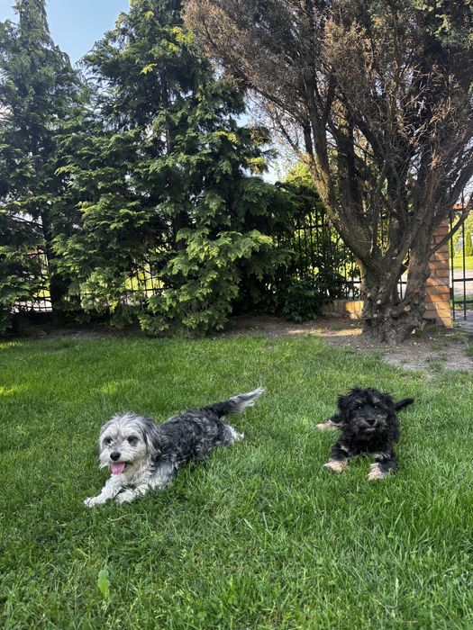 Oddam Śliczne pieski