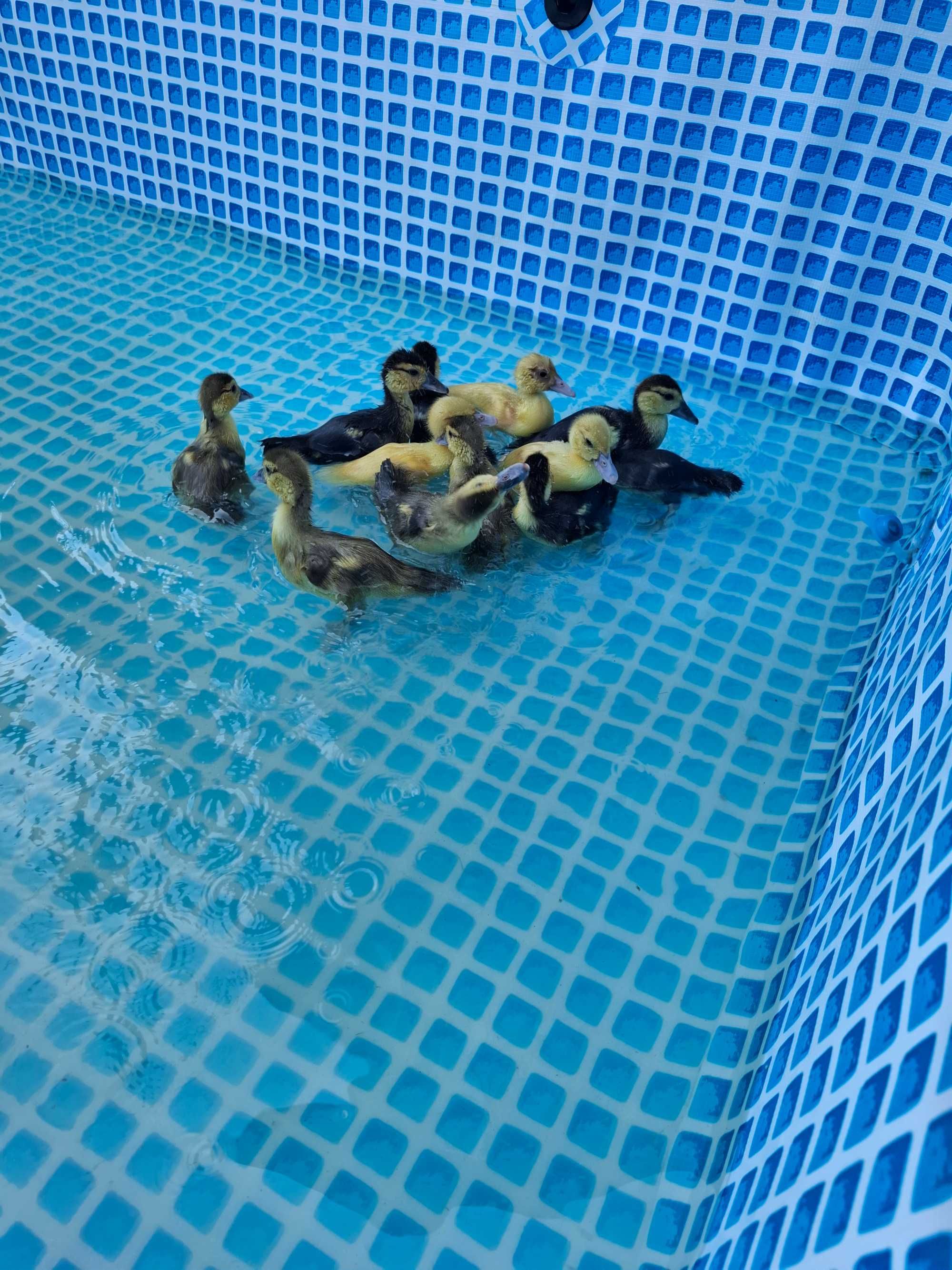 12 patos mudos (3 semanas)
