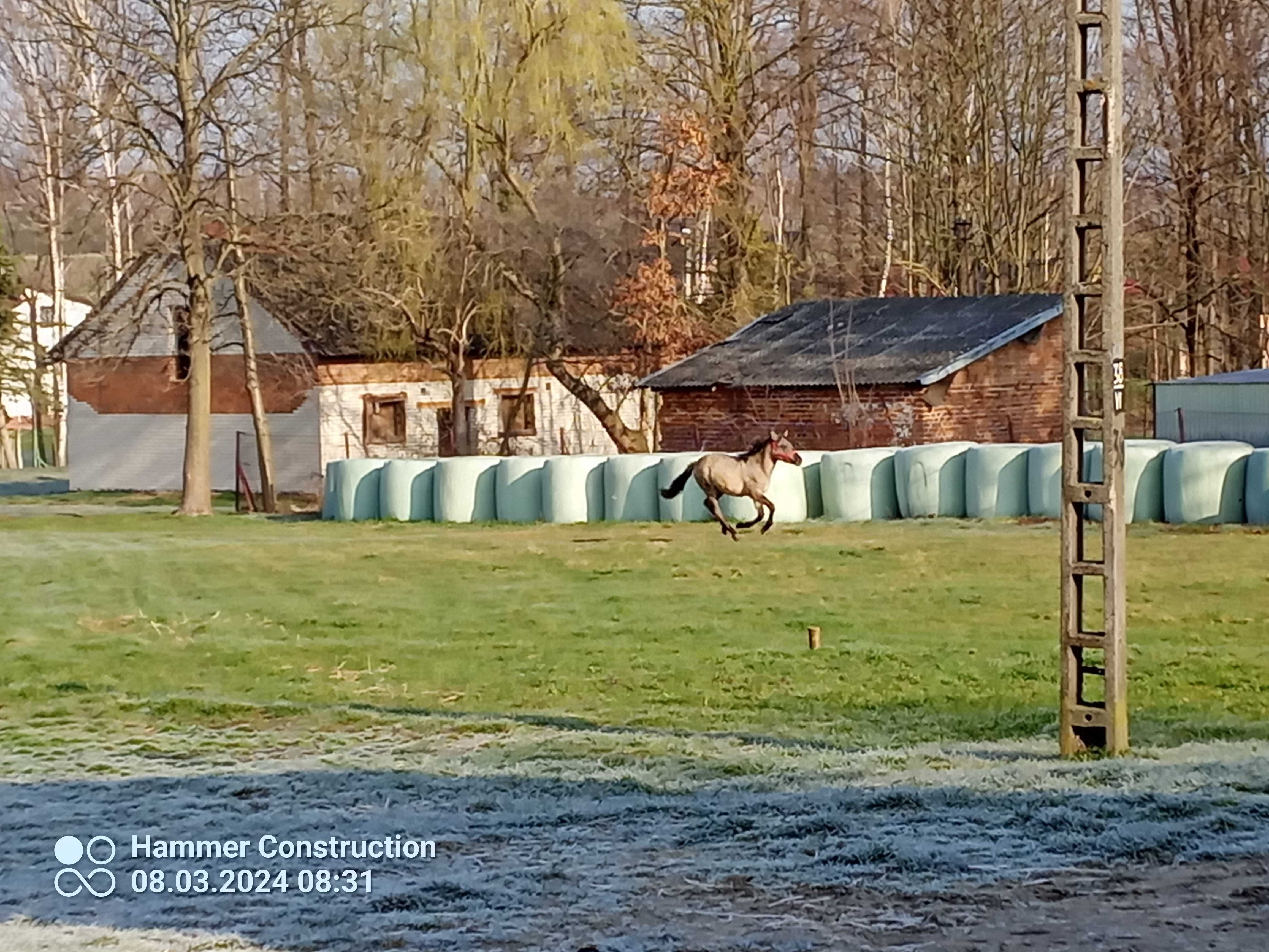 Ładny spokojny ogier koń polski