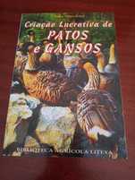 Criação lucrativa de patos e gansos