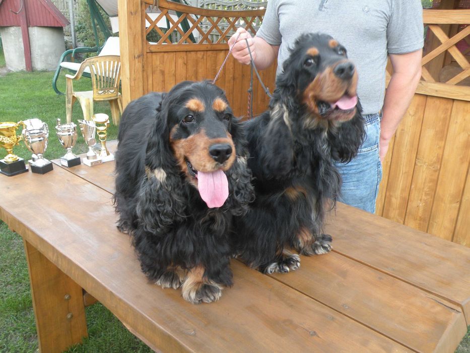 cocker spaniel angielski piesek