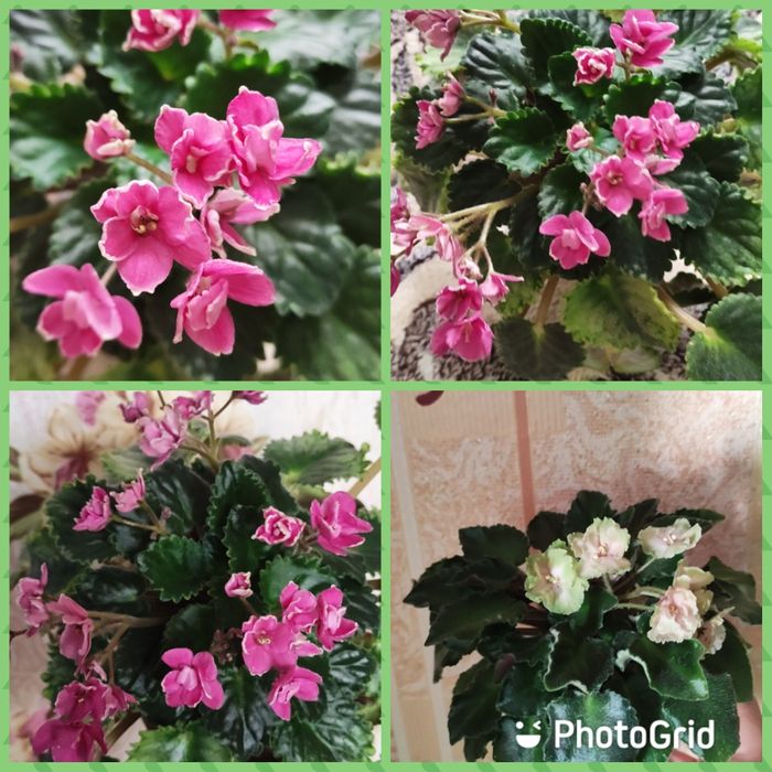 Фіалки дорослі та дітки