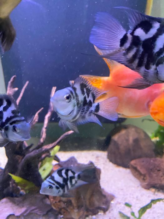 Peixes papagaio anões   blue