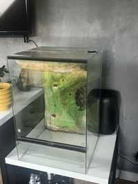 Terrarium 60x40x40 gekon orzęsiony/felsuma/gekon olbrzymi