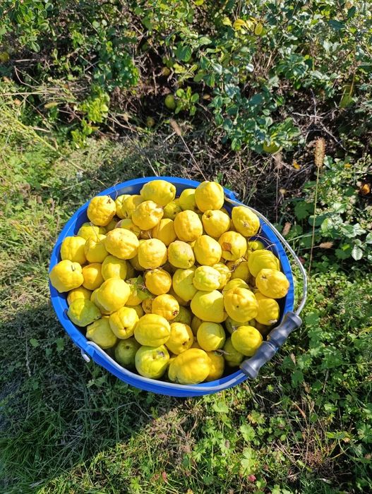 Pigwowiec japoński duże owoce 20 kg
