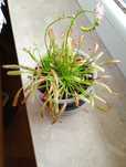 Rosiczka Drosera capensis