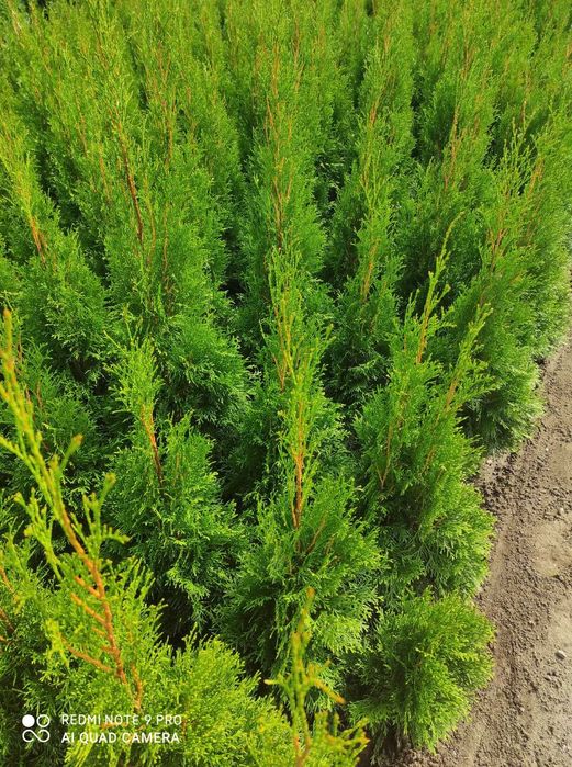 Tuja Szmaragd Produkt z Polski WYPRZEDAZ