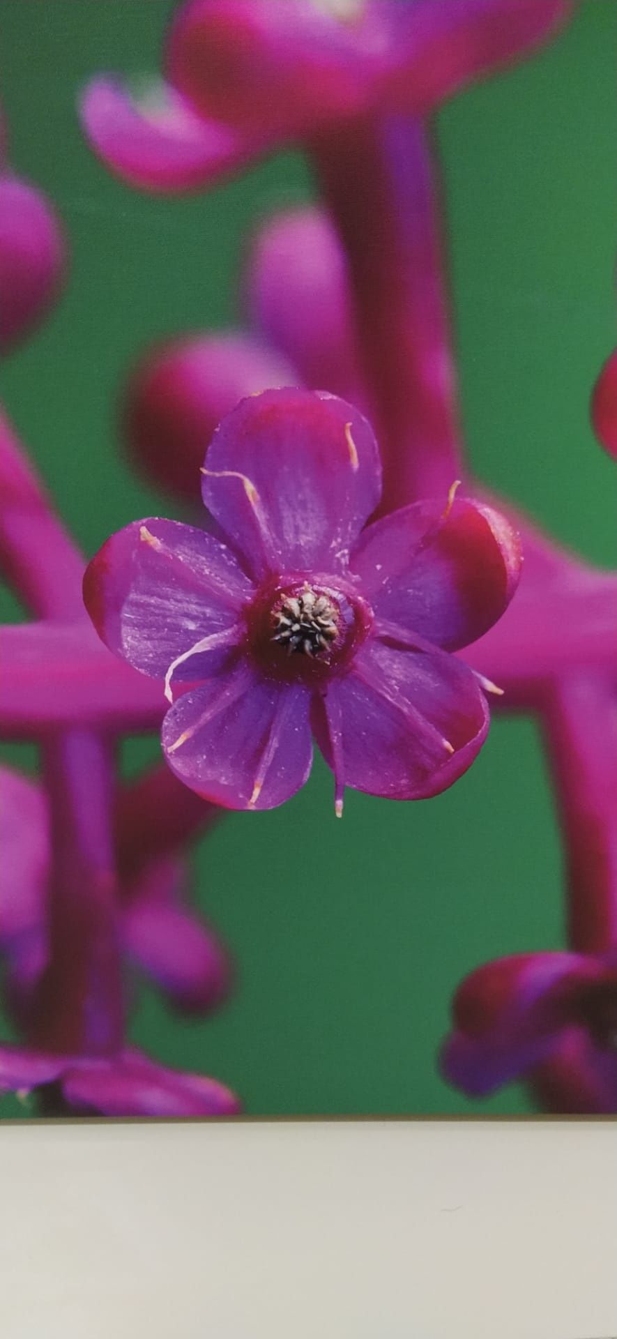 Tela realista - quadro com flor rosa