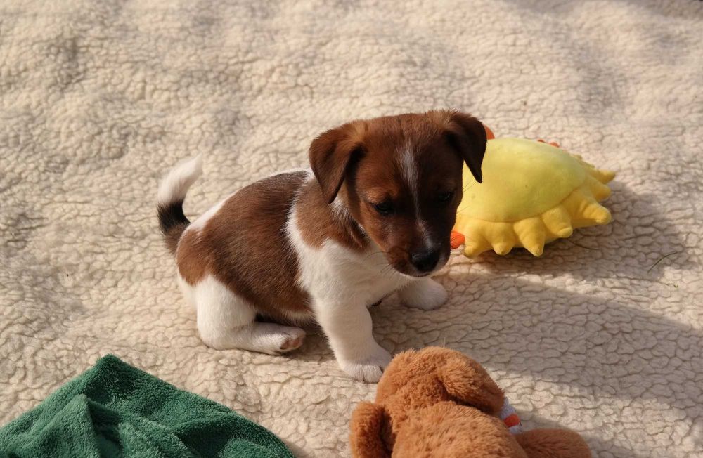 Jack Russell Terrier-  ZKwP/FCI