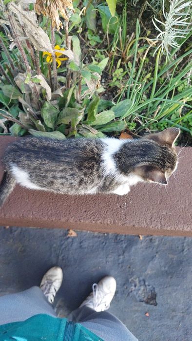 Kociaki, łowne kotki szukają domu