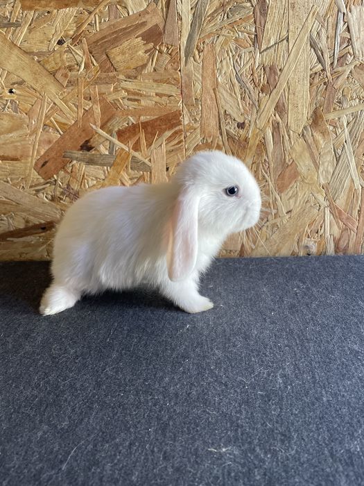 Sprzedam dwie samiczki mini lop