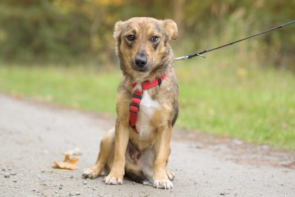 ALAYA - psi podrostek za kratami, sunia młodzinka ok. 10 miesięcy