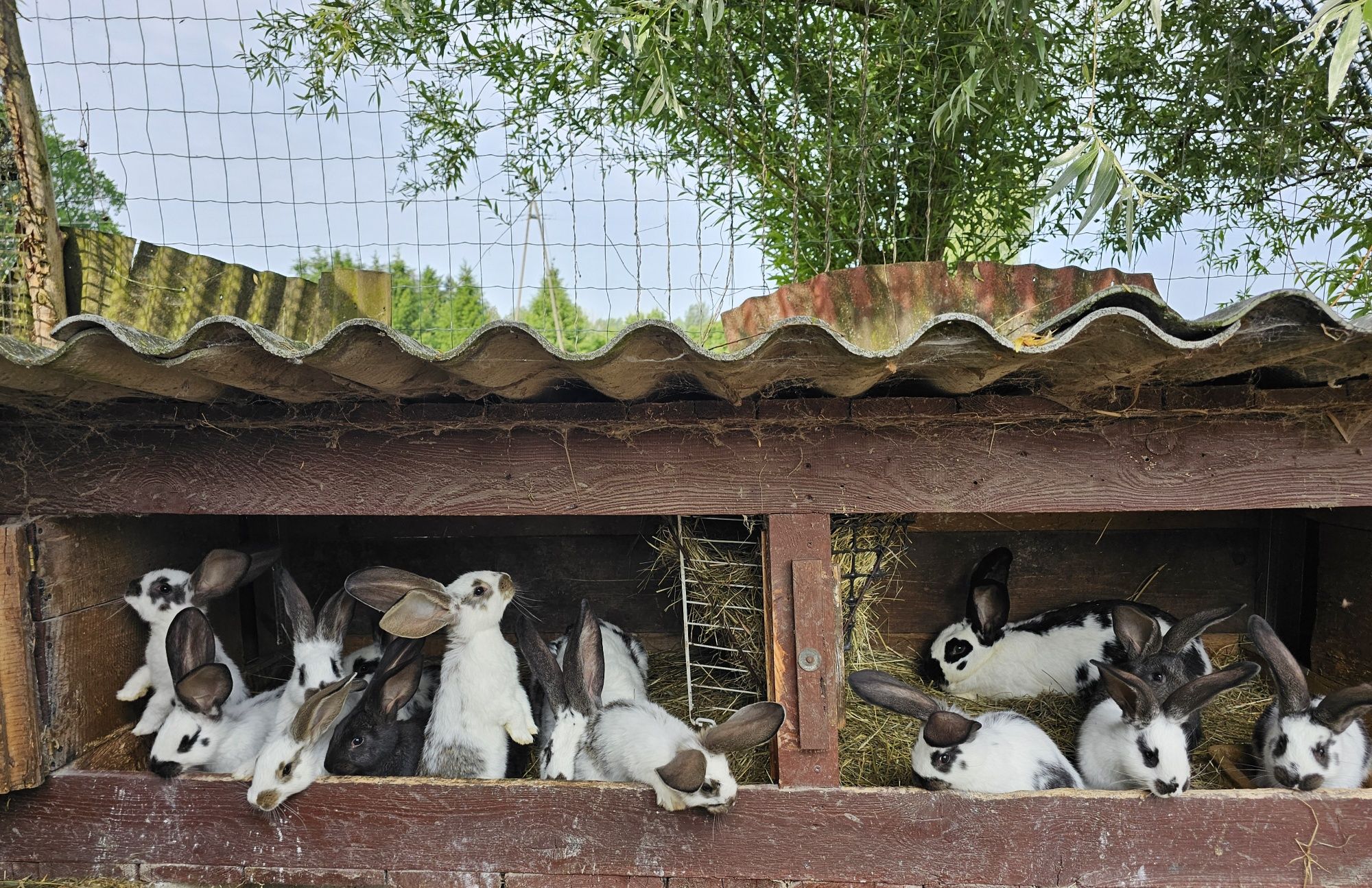 Olbrzym srokacz czarny