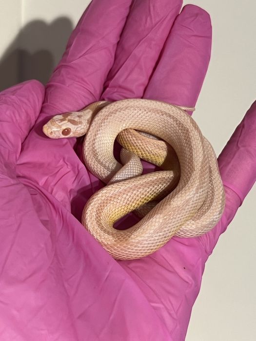 Wąż zbożowy węże zbożowe możliwe całe wyposażenie