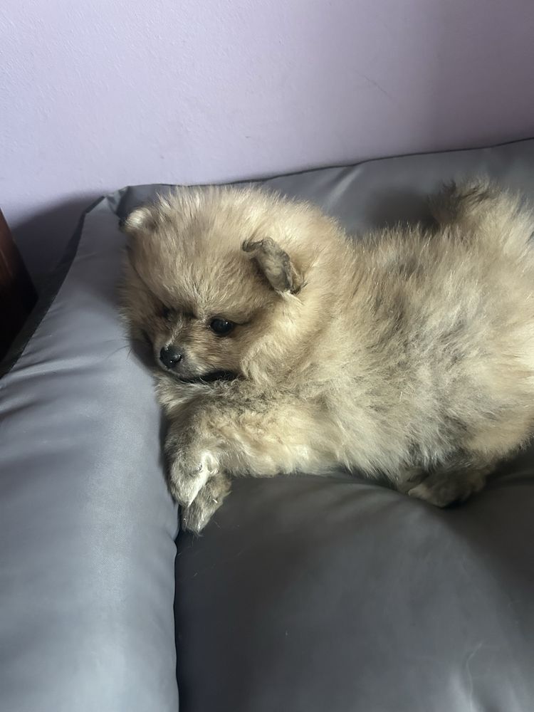 Pomeranian Szpic Miniaturowy