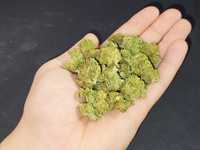 Legalny Susz Konopny CBD Gelato ~25% CBD < 0.3% THC 1 gram