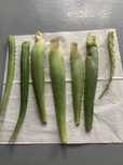 Świeży  aloes ciety