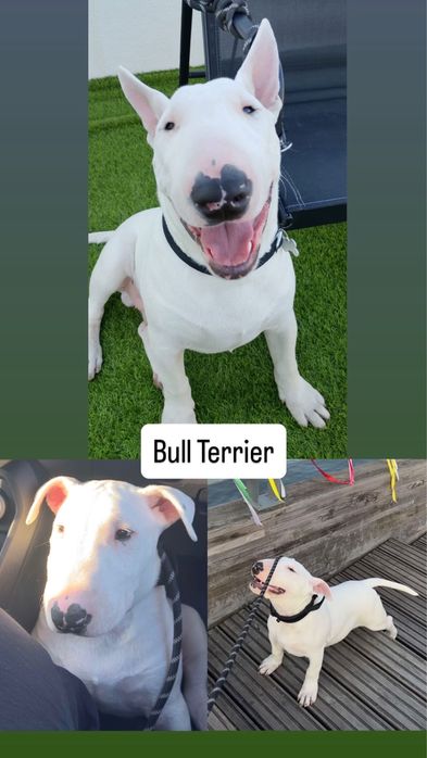 Bull Terrier Standard – Macho disponível