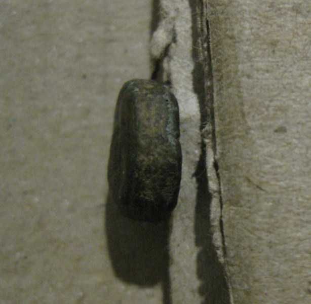 Ольвія , випуск 190-180 рр.до н.е. Лук і колчан. BZE, товста.