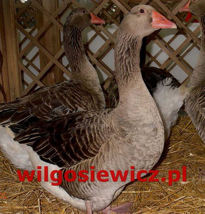Gęsi na wage kubańska lades kołudzka