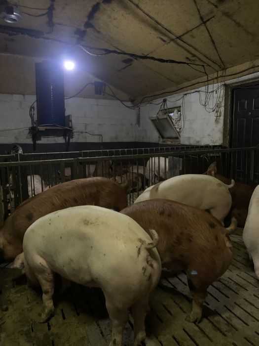 Свині Живою вагою Доставка