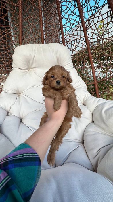 Мальтіпу — мікро, міні, стандарт