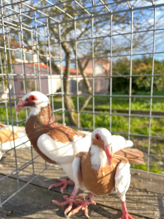 VENDO pombos de pura raça