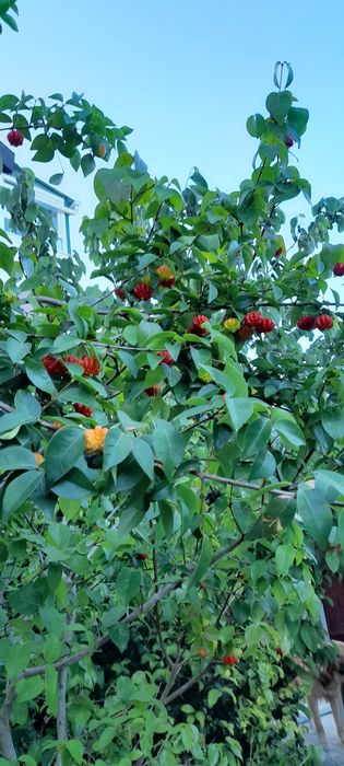 Arbusto de fruta pitanga