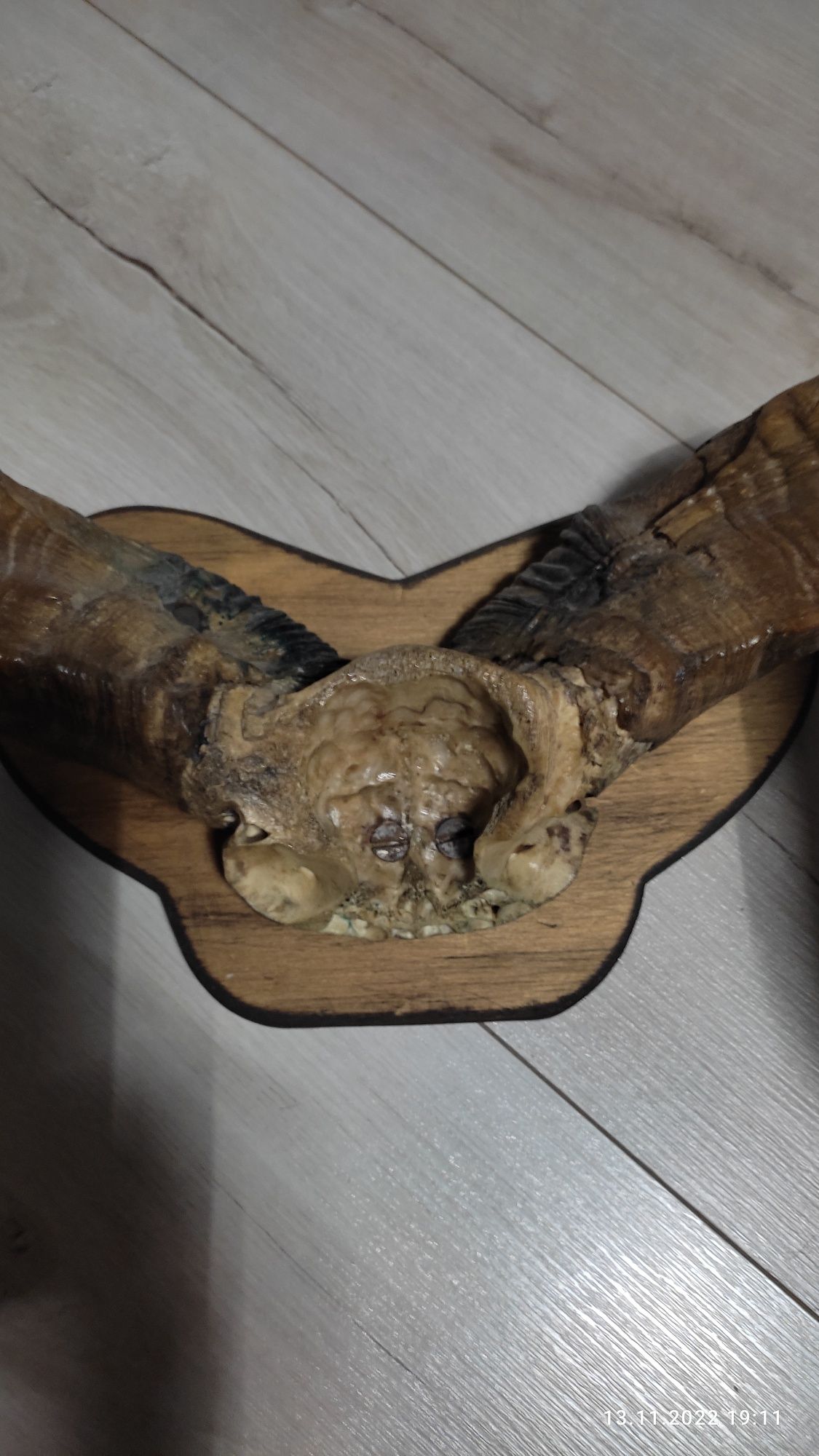 Poroże muflona kolekcja