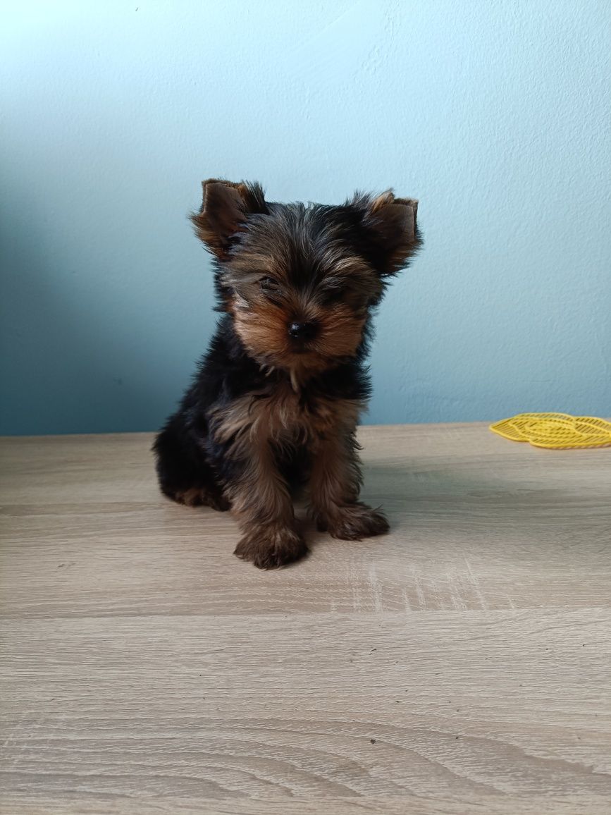 Yorkshire Terrier Yorki Pies