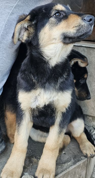 Piękna suczka, ostatnia z miotu do oddania