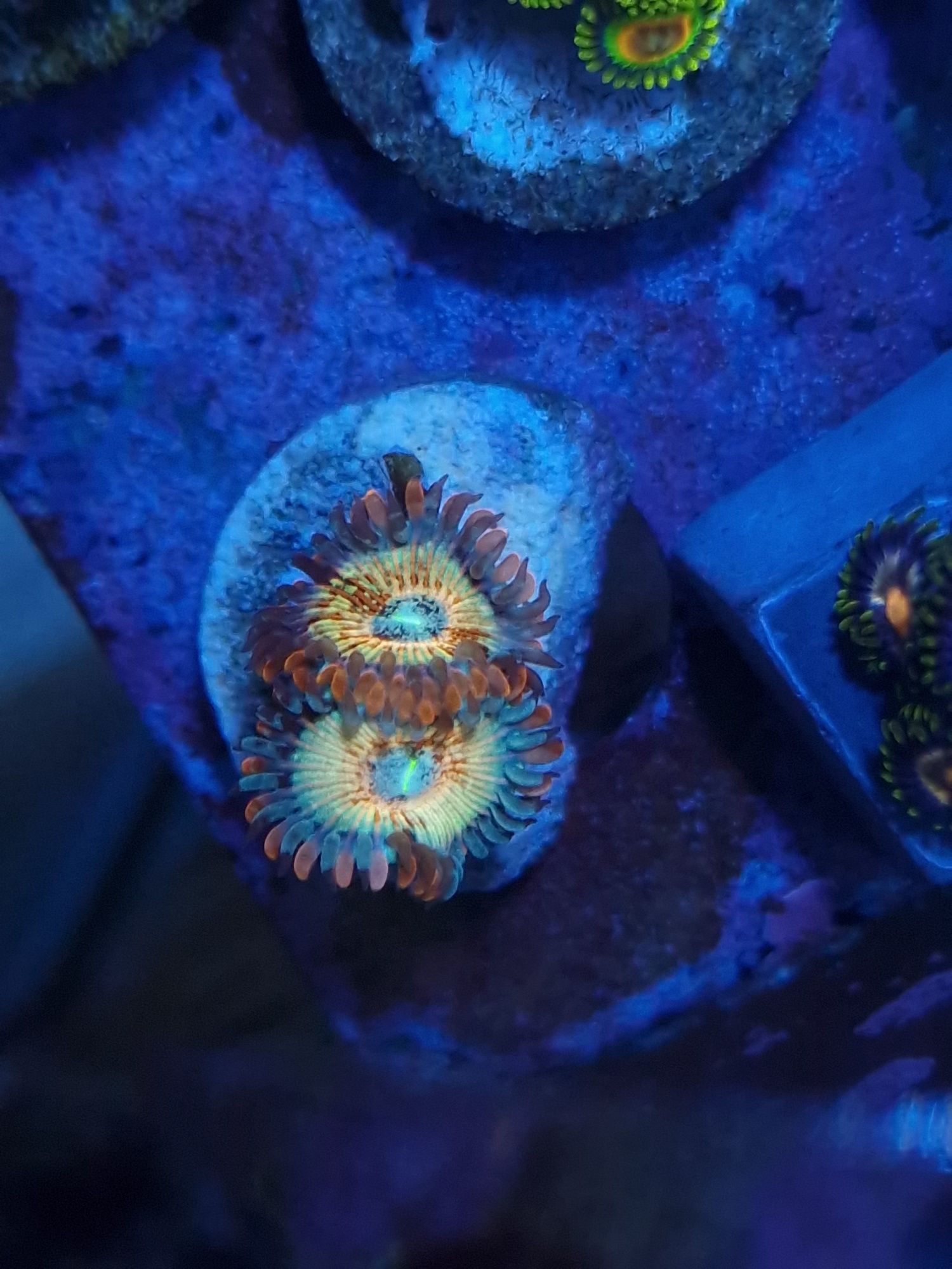Zoantus corais de agua salgada