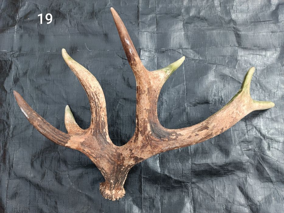 Sprzedam poroże łosia, jelenia, parostki koziołka