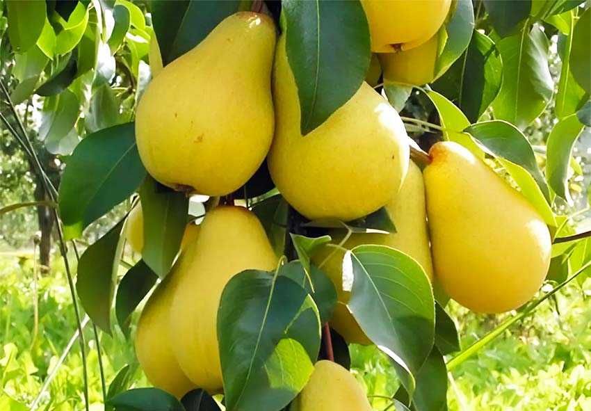 Саджанці Груш, яблонь, персика, черешень, вишень, диплоїдних слив.