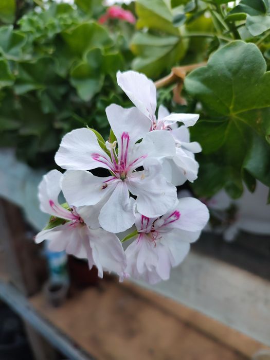 Пеларгонія ампельна та кущова